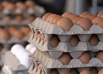 Pourquoi le prix des œufs explose en Algérie : les vraies raisons de la flambée