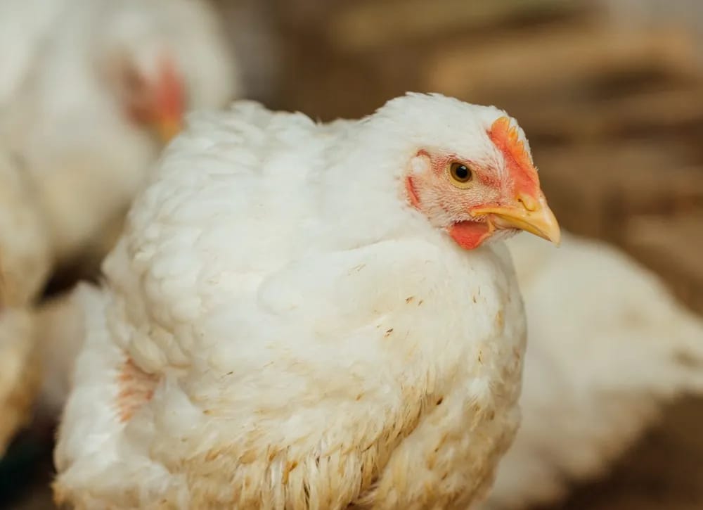 Cet éleveur algérien révolutionne la production de viande blanche en été grâce à une méthode innovante