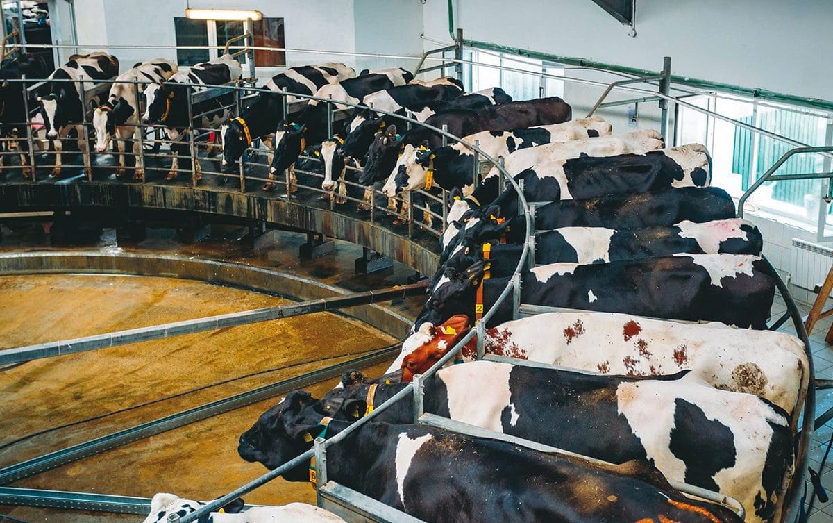 Algérie : la plus grande ferme au monde boostée par l’innovation technologique allemande