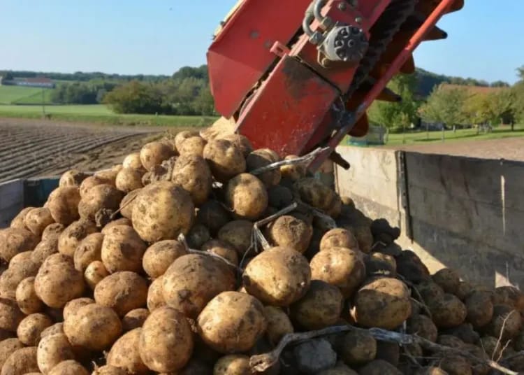 Exportation bloquée : quel avenir pour nos pommes de terre ? Exportation bloquée : quel avenir pour nos pommes de terre ?