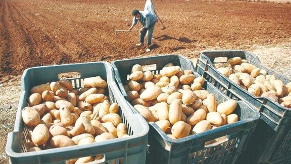 Vérité sur les pommes algériennes : découvrez les raisons cachées derrière la flambée des prix