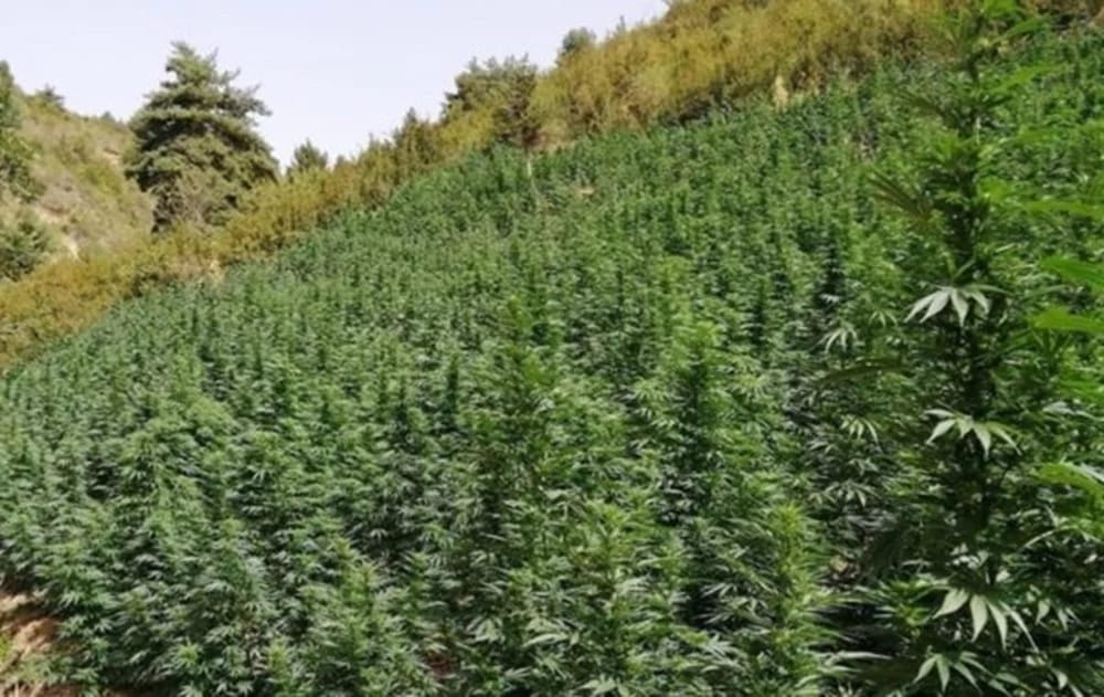 Un Algérien arrêté en flagrant délit à Valence avec 4000 plants de cannabis et 200 kg de marijuana prêts à la vente