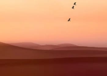 Découvertes inédites dans le Sahara algérien : une faune aviaire insoupçonnée Découvertes inédites dans le Sahara algérien : une faune aviaire insoupçonnée