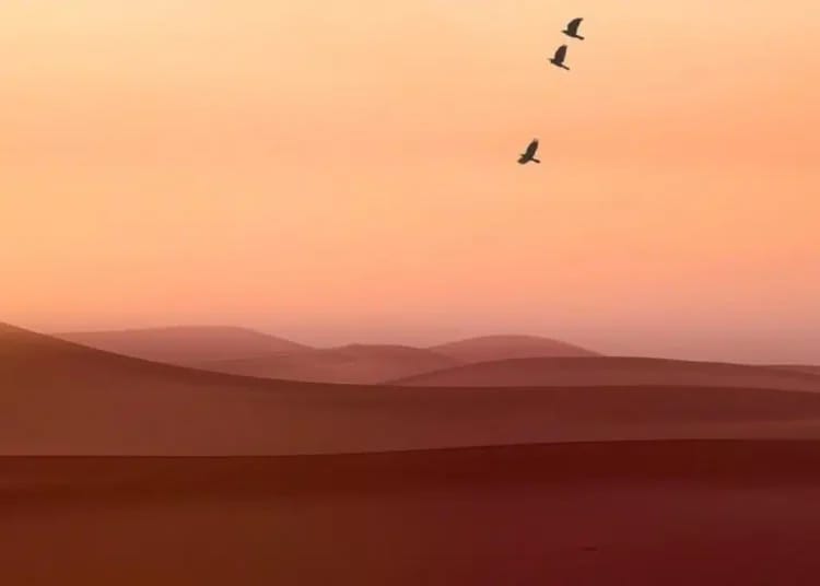 Découvertes inédites dans le Sahara algérien : une faune aviaire insoupçonnée Découvertes inédites dans le Sahara algérien : une faune aviaire insoupçonnée