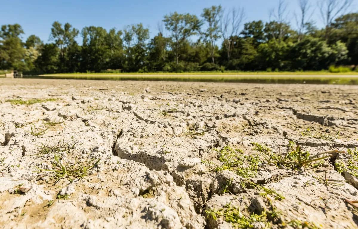 Sécheresse en Algérie: Un casse-tête pour la production céréalière Sécheresse en Algérie: Un casse-tête pour la production céréalière