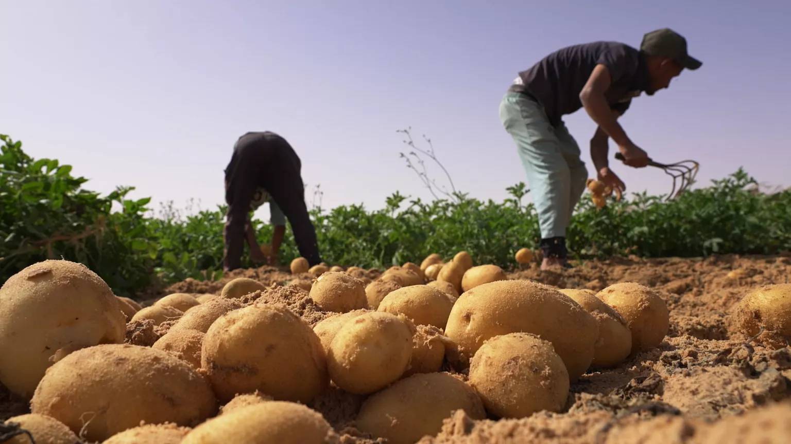 Réforme Agricole en Algérie : Conditionnalité des Subventions pour une Production Durable Nouvelle stratégie agricole en Algérie : vers un modèle basé sur la conditionnalité pour une agriculture durable et performante