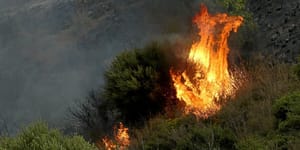 Incendies en Algérie : Les Forêts de Béjaïa ravagées