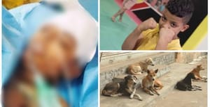 Mohamed Khalil Frihi sur le lit de l'hôpital après l'attaque des 12 chiens