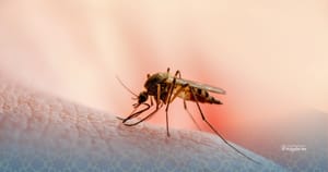 Algérie : mobilisation contre la diphtérie et le paludisme