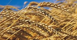 disponibilité de la semence blé