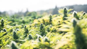 Légalisation du cannabis au Maroc