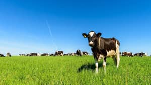 Importation de vaches américaines en Algérie