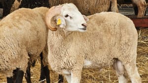 Aïd el-Adha 2025 en France :Tout sur l'abattage de moutons