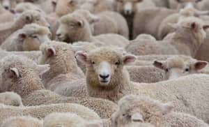 Aïd-El-Adha 2025 : lancement imminent de la vente des moutons importés 