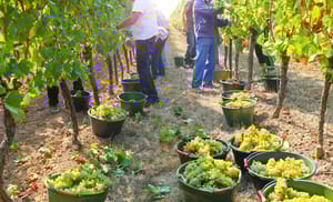 France : Facilitation d'obtention de visas pour cette catégorie