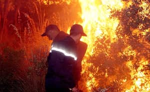 Feux de forêts en Algérie : le désastre a repris de plus bel
