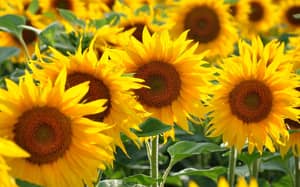 Culture du tournesol : nouvelle passion des agriculteurs dz