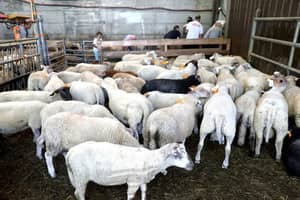 Aïd-el-Adha en France : Achetez vous moutons ici...