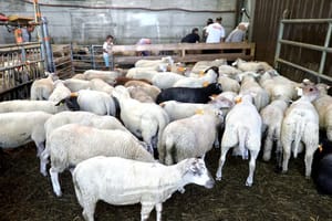 Aïd-el-Adha en France : Achetez vos moutons ici... Aïd-el-Adha en France : Achetez vous moutons ici...