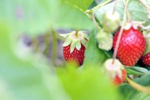 Fraises algériennes