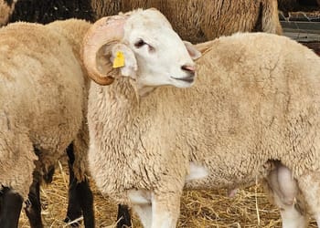 Aïd el-Adha 2025 en France :Tout sur l'abattage de moutons
