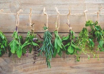 Plantes médicinales en Algérie : des remèdes naturels prometteurs contre Alzheimer et diabète selon une étude