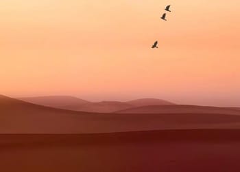 Découvertes inédites dans le Sahara algérien : une faune aviaire insoupçonnée