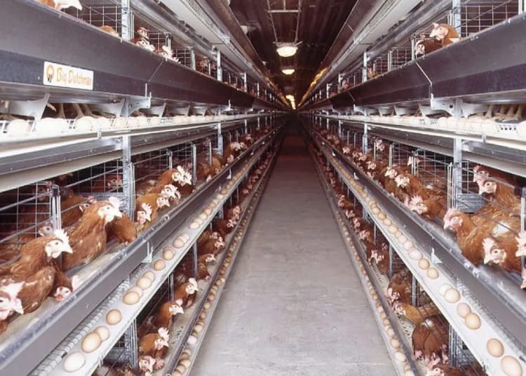 Production de poulets en Algérie : 2 mesures stratégiques pour dynamiser la filière