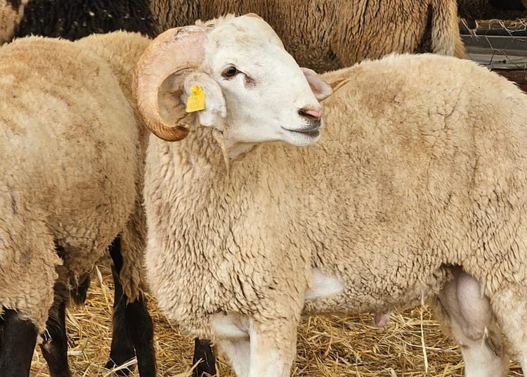 Aïd el-Adha 2025 en France :Tout sur l'abattage de moutons