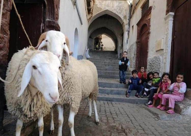 Aid al-Adha 2025 : l’Algérie restreint le transport de bétail Aid al-Adha 2025 : l’Algérie restreint le transport de bétail