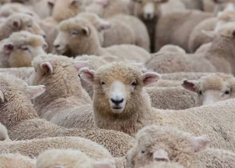 Aïd el-Adha 2025 : la France impose un encadrement strict de l’abattage rituel des moutons