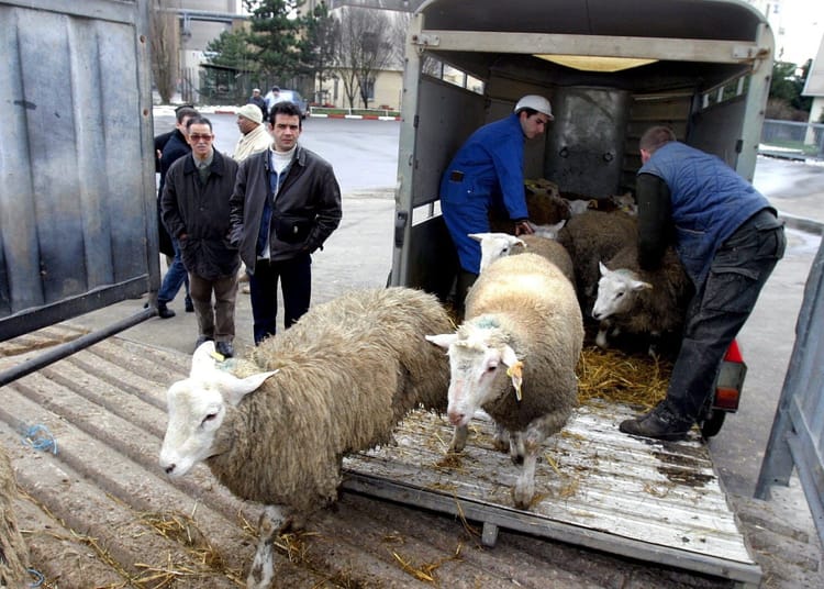 Aïd el-Adha 2025 en France :Tout sur l'abattage de moutons