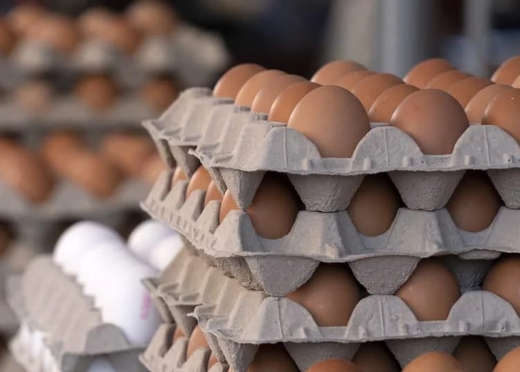 Pourquoi le prix des œufs explose en Algérie : les vraies raisons de la flambée
