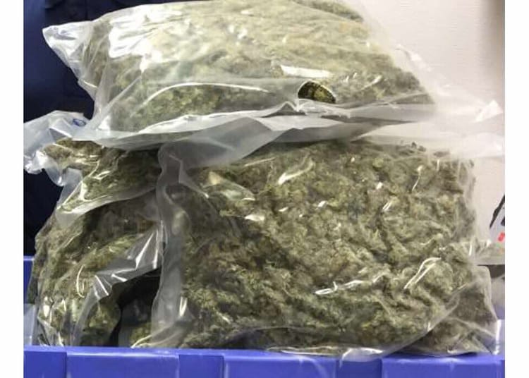 Un Algérien arrêté en flagrant délit à Valence avec 4000 plants de cannabis et 200 kg de marijuana prêts à la vente