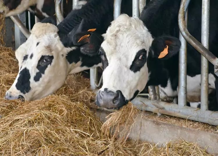 Algérie : la plus grande ferme au monde boostée par l’innovation technologique allemande