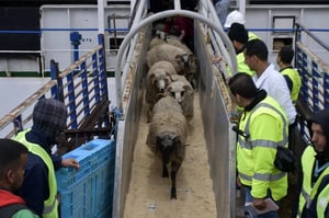 Algérie : nouvelle surprise fiscale pour les moutons de l’Aïd el-Adha 2026