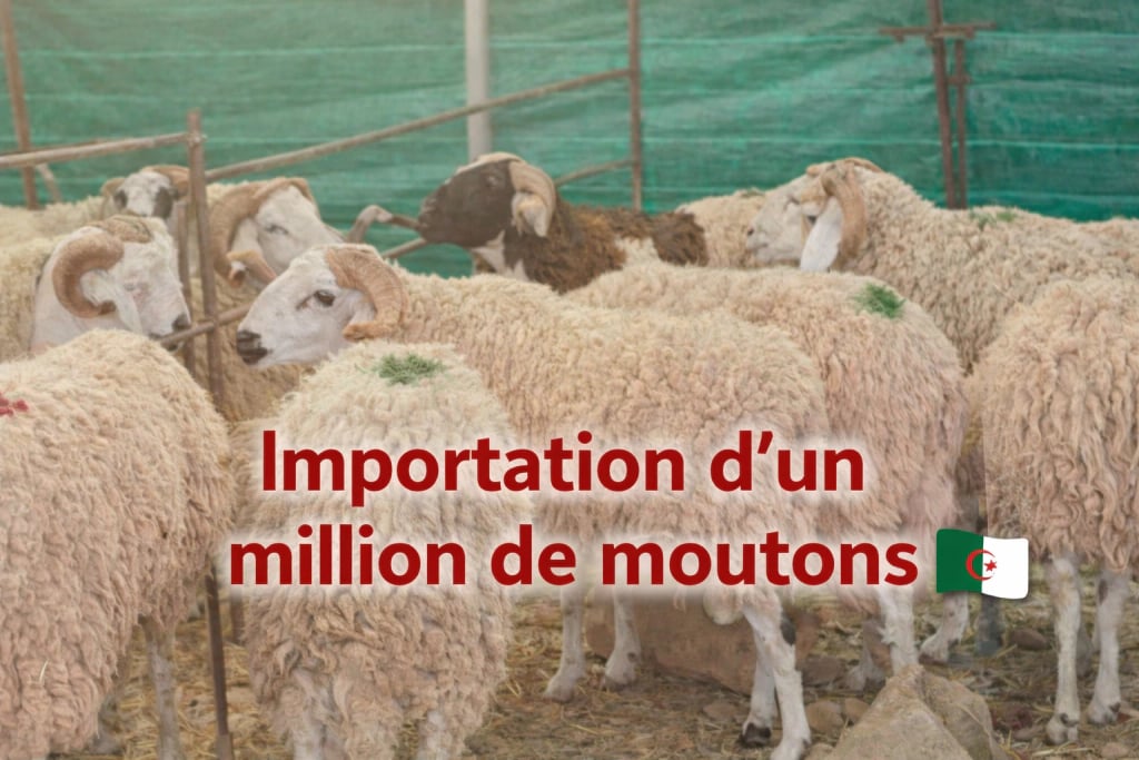 Pourquoi l’Algérie va importer 1 million de moutons en 2026