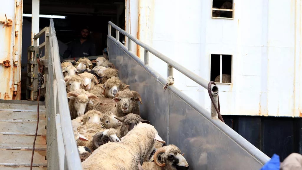 Pourquoi l’Algérie fait venir 11 700 moutons de Roumanie ?