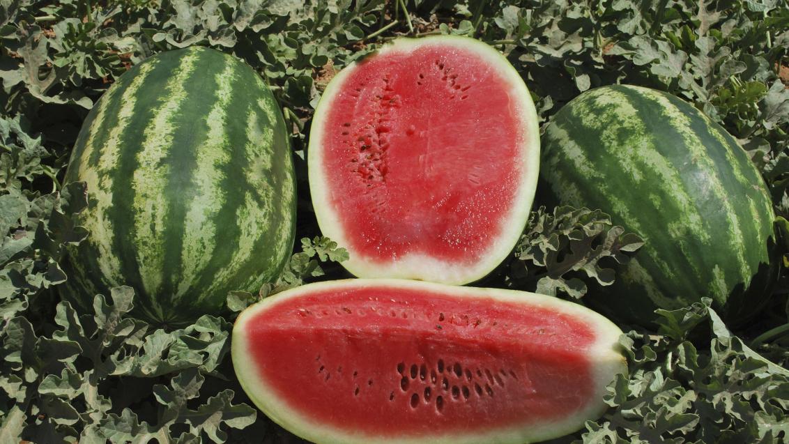 Algérie : les défis aquatiques de la rentrée des pastèques