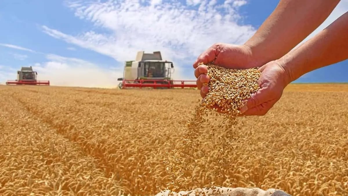 Algérie : l’audacieux projet agricole de Bonifiche Ferraresi