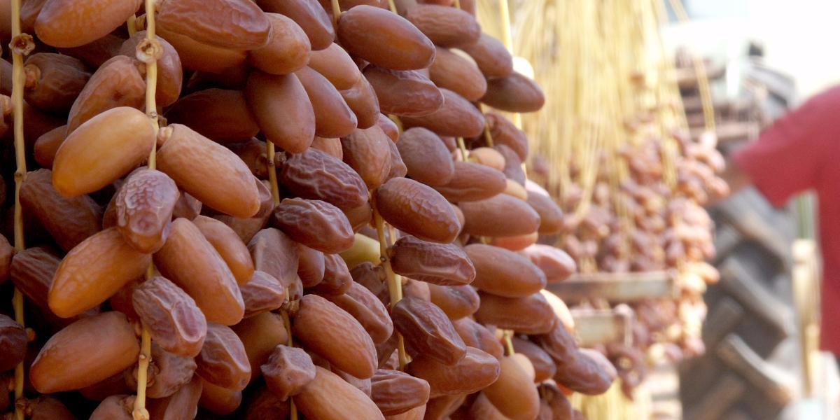 Député révèle : blocage des exportateurs de dattes en Algérie