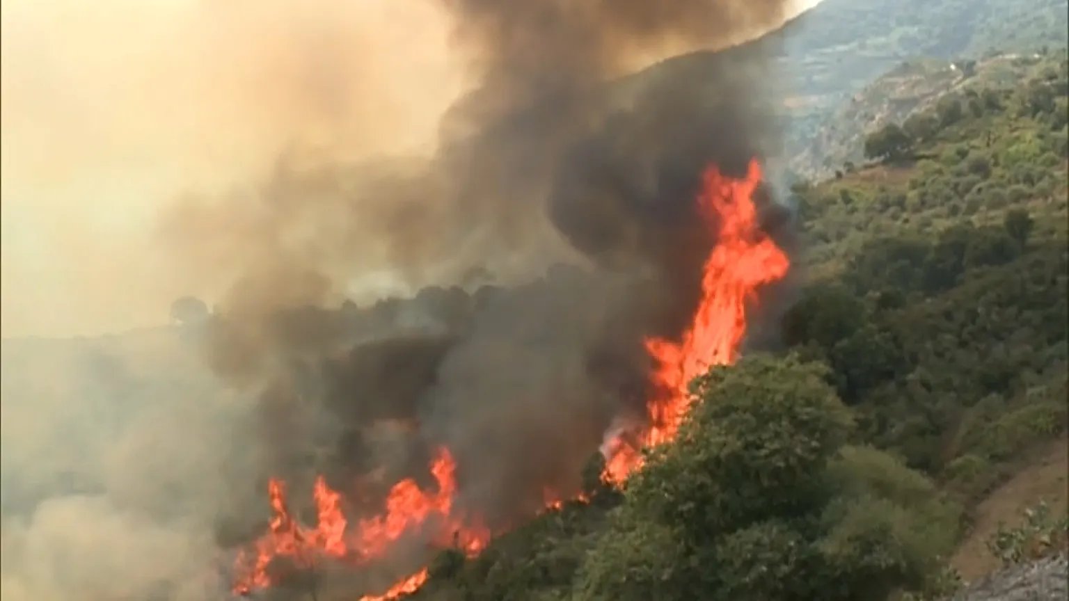 Révélations sur les incendies en Algérie : enquêtes dévoilées