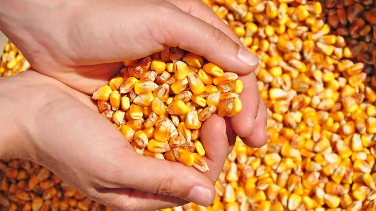 Sahara : nouveau champ de maïs pour l'autonomie algérienne