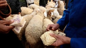 Aïd-el-Adha : Mystère du prix élevé du mouton en Algérie