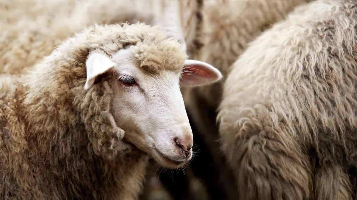Adhahi.dz : voici la date limite des ventes des moutons importés
