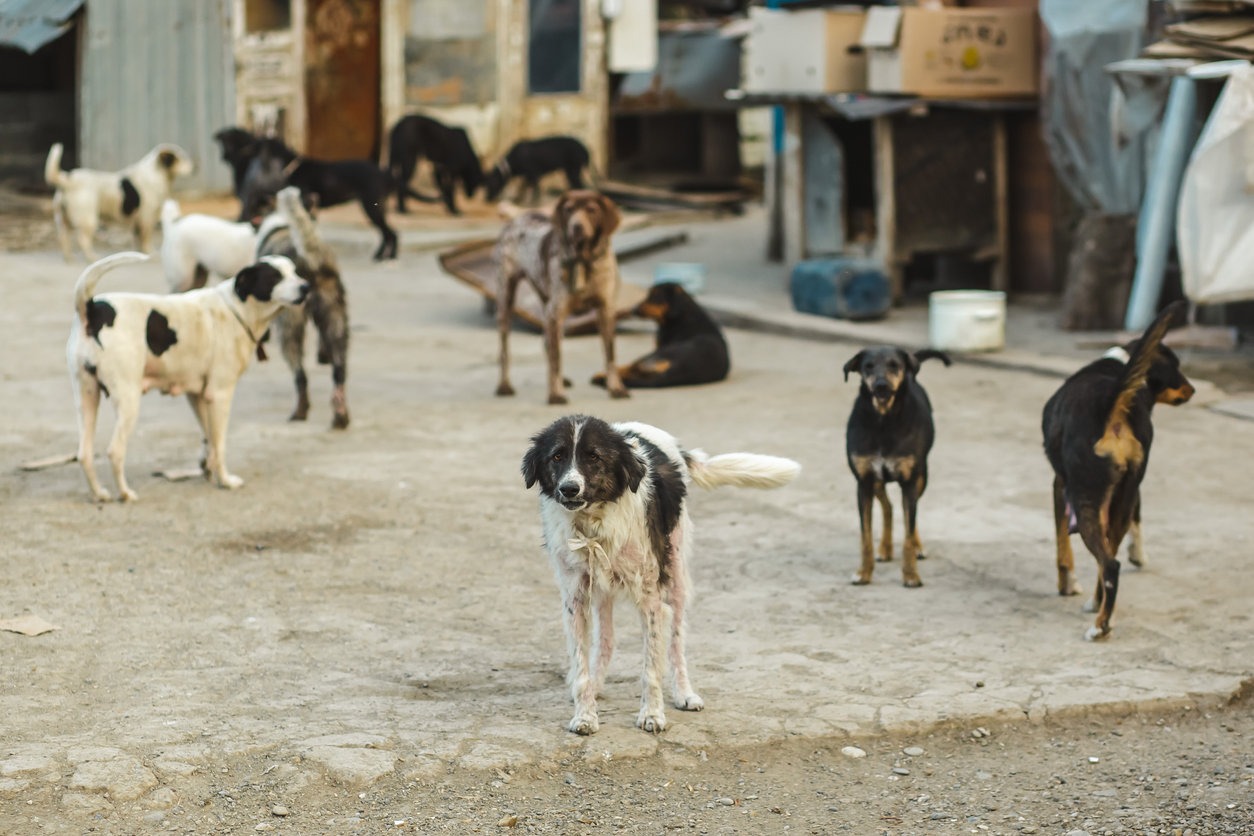 Drame à M’Sila : une fillette tuée par des chiens errants