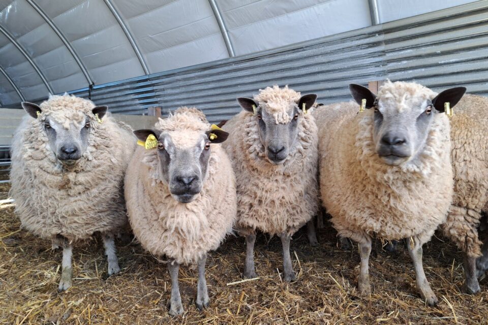 Interdictions pour l'Aïd al-Adha 2026 : ce qui vous attend en France