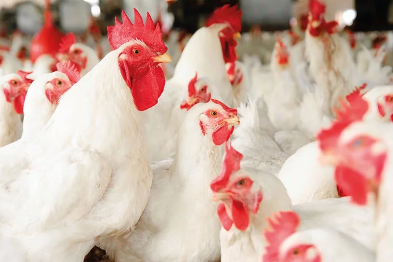Pourquoi le prix du poulet s'effondre en Algérie