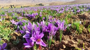 Découvrez l'Algérie sous un printemps verdoyant inédit