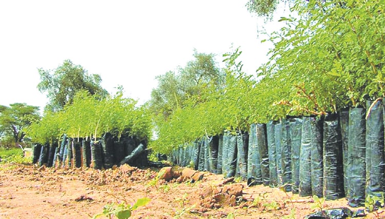Algérie : le pari fou d’un million d’arbres en 24h